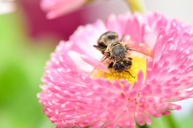 bee on flower